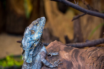 The frilled-necked lizard (Chlamydosaurus kingii), also known commonly as the frilled agama, frilled dragon or frilled lizard, is a species of lizard in the family Agamidae.