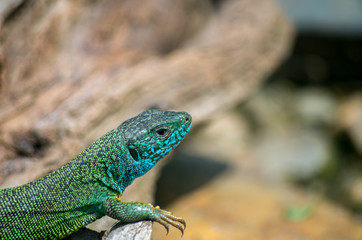 The European green lizard (Lacerta viridis) is a large lizard distributed across European midlatitudes from Slovenia and eastern Austria to as far east as the Black Sea coasts of Ukraine and Turkey.