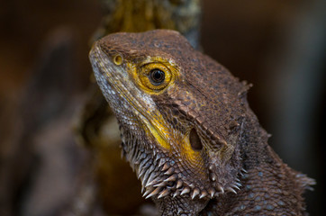 Pogona vitticeps, the central (or inland) bearded dragon, is a species of agamid lizard occurring in a wide range of arid to semiarid regions of Australia.