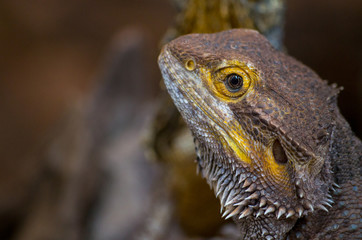 Pogona vitticeps, the central (or inland) bearded dragon, is a species of agamid lizard occurring in a wide range of arid to semiarid regions of Australia.