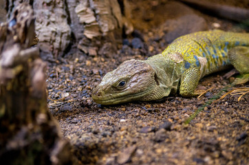 The ocellated lizard or jewelled lizard (Timon lepidus), is a species of lizard in the family Lacertidae (wall lizards).