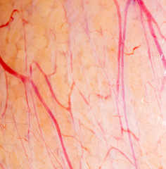 Naklejka premium Red veins on fish caviar as a background