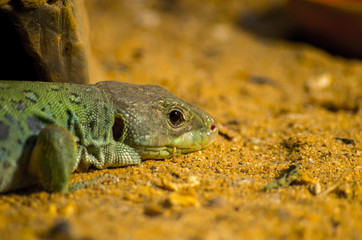 Naklejka na ściany i meble North African Ocellated Lizard close up