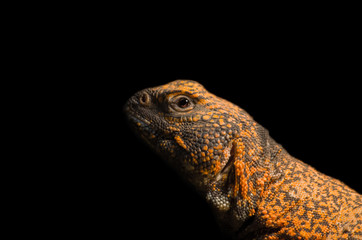 African spiny-tailed lizard close up