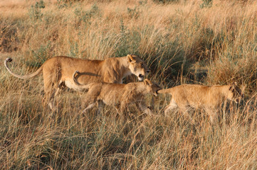 Animals of the Masai Mara prairie in Africa
