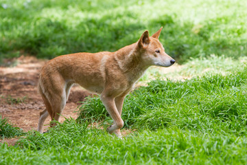 Australian Dingo