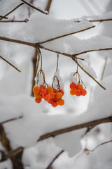 Red berries of viburnum on a branch in the winter forest.