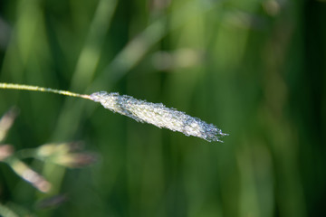 Obraz premium herbe sous la rosée