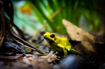 Golden poison frog on the ground