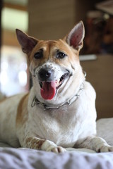 A Domestic dog laying down on a ground  with a sad expression waiting for the owner to come home to enjoy and play together.