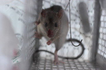 Rat moving in cage trap, Background of feel the fear, Feeling of blur background, 