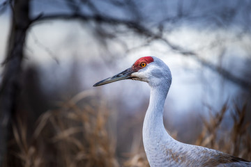 Sandhill Crane at the George C. Reifel Migratory Bird Sanctuary, Delta, British Columbia.
