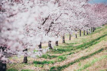 桜並木　フィルム調