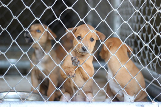 several sad dog puppies locked in the metal cage. homeless dog concept, Puppy dogs waiting in the dog shelter behind the cage