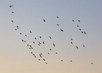 A flock of birds at dawn