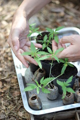 Small medical marijuana seedlings at a medical marijuana grow operation, baby cannabis plant. Concept farm marijuana plantation.