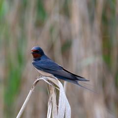 Hirondelle © Xavier Cotton