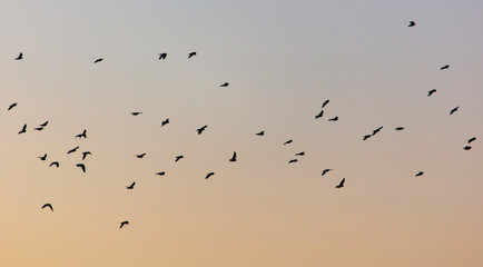 A flock of birds at dawn