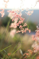 Morning landscape sunrise in the meadow, on the grass and flowers of the drops of dew. The idea of the background of Mother's day, 8 March and World environment day. Soft focus.