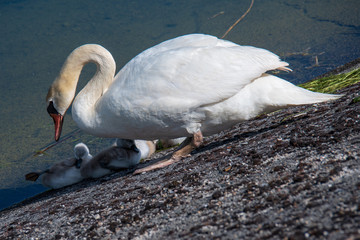 Famille de cygnes