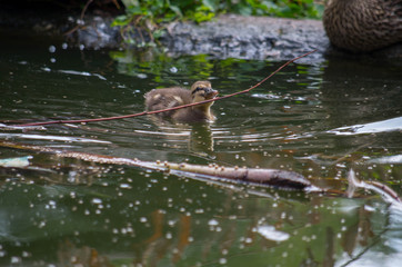 mallard duck (anas platyrhynchos) duckling near the water