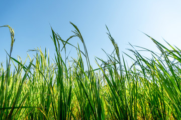 close up rice field and blue sky, Organic paddy rice, Young green ear of paddy in the  field