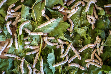 Close up Silkworm eating green mulberry leaf
