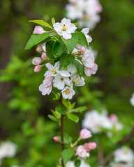 Flowers on the branches of apple trees in spring