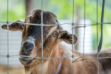 portrait of a goat