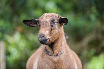 goat on the farm