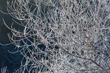 Branches on a tree in hoarfrost