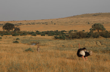 Animals of the Masai Mara prairie in Africa