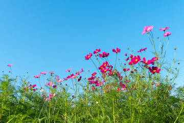 Obraz na płótnie Canvas Landscape of Cosmos flowers blooming in field and blue sky with copy space