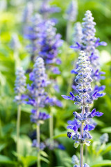close up Beautiful color purple lavender flowers blooming in field