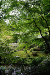 京都、南禅院の日本庭園