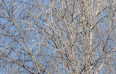 Branches on a tree in hoarfrost