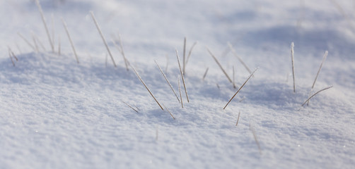 Frozen grass in the snow