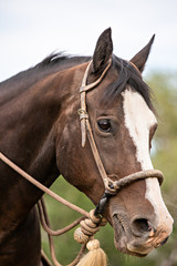 Obraz premium Horse Details