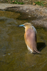 The squacco heron (Ardeola ralloides) is a small heron. It is of Old World origins, breeding in southern Europe and the Greater Middle East.