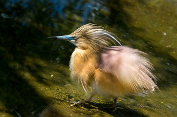 The squacco heron (Ardeola ralloides) is a small heron. It is of Old World origins, breeding in southern Europe and the Greater Middle East.