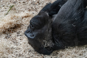 gorilla relaxed and thoughtful in the zoo