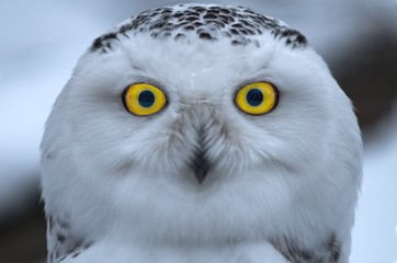 Snowy owl direct frontal portrait