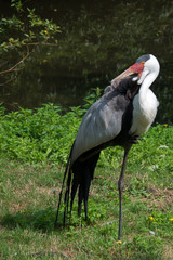 The wattled crane (Grus carunculata) is a large bird found in Africa, south of the Sahara Desert. It is sometimes placed in the monotypic genus Bugeranus.
