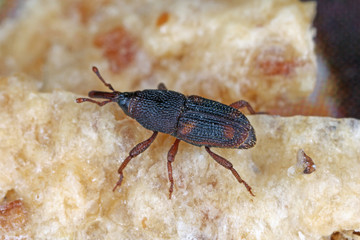 The rice weevil Sitophilus oryzae a stored product pest on damaged grain.