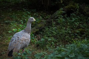 Cape Barren Goose (Cereopsis novaehollandiae) pasture