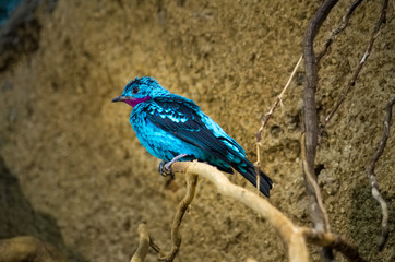 Male spangled cotinga (Cotinga cayana) against nature background