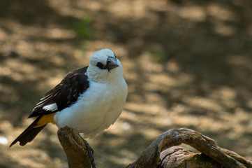White-headed buffalo weaver (Dinemellia dinemelli) white and gray bird from Kenya, Africa.