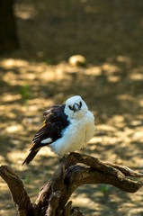 White-headed buffalo weaver (Dinemellia dinemelli) white and gray bird from Kenya, Africa.