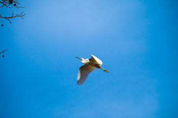 Little Egret (Egretta garzetta)