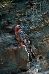 The bearded vulture (Gypaetus barbatus), also known as the lammergeier (or lammergeyer) or ossifrage, is a bird of prey and the only member of the genus Gypaetus.